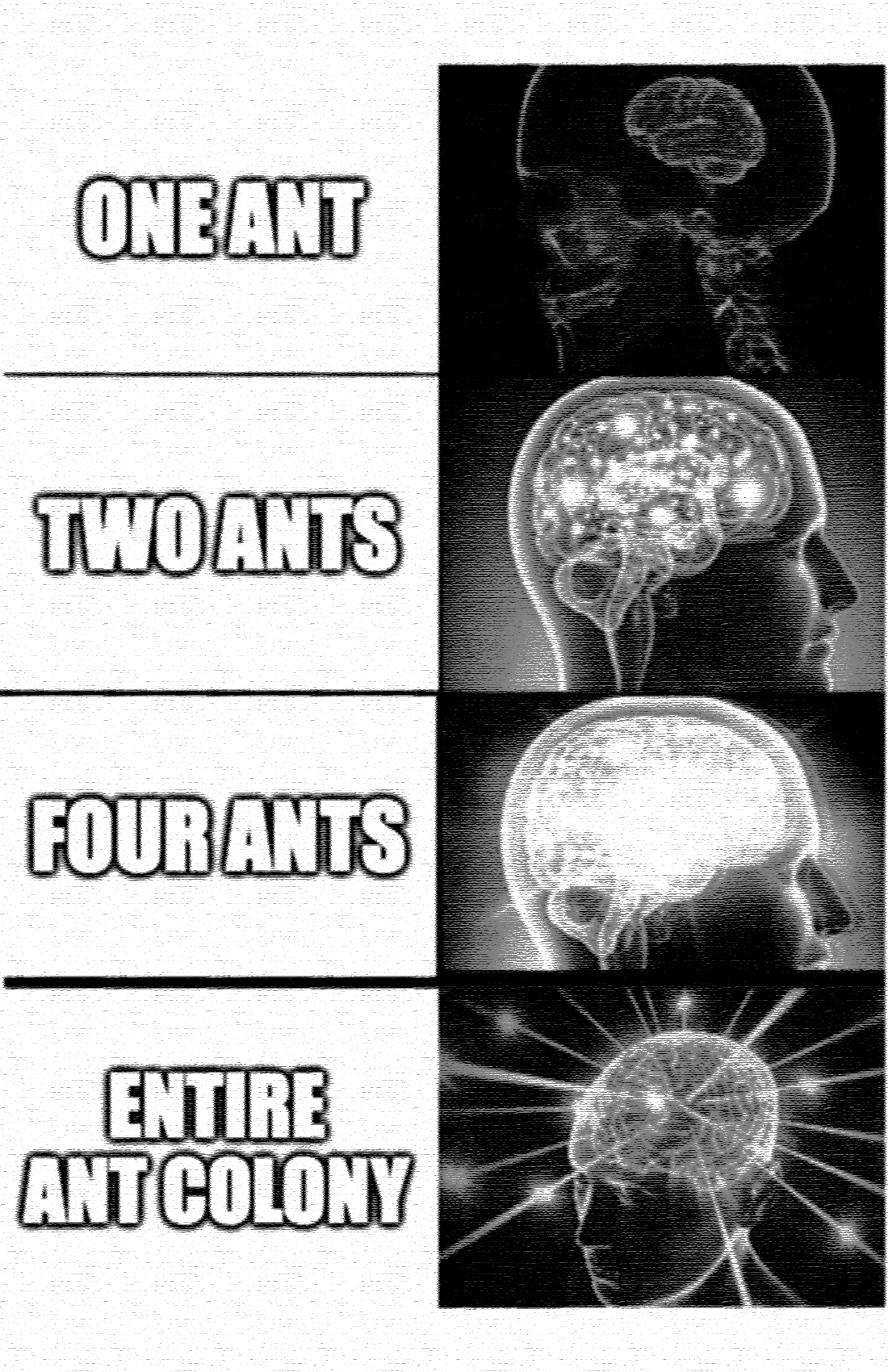 ant meme