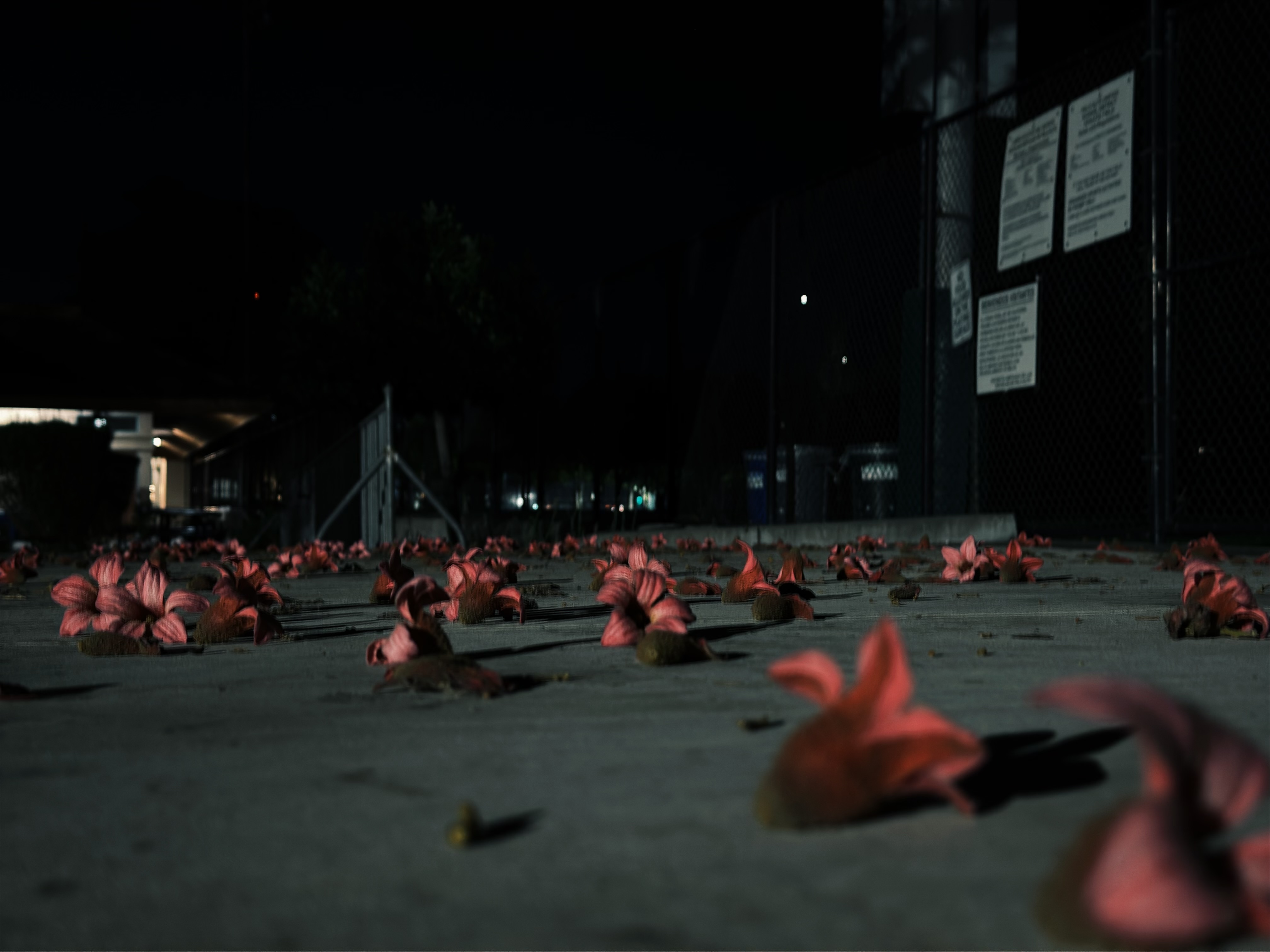 Melancholy Flowers