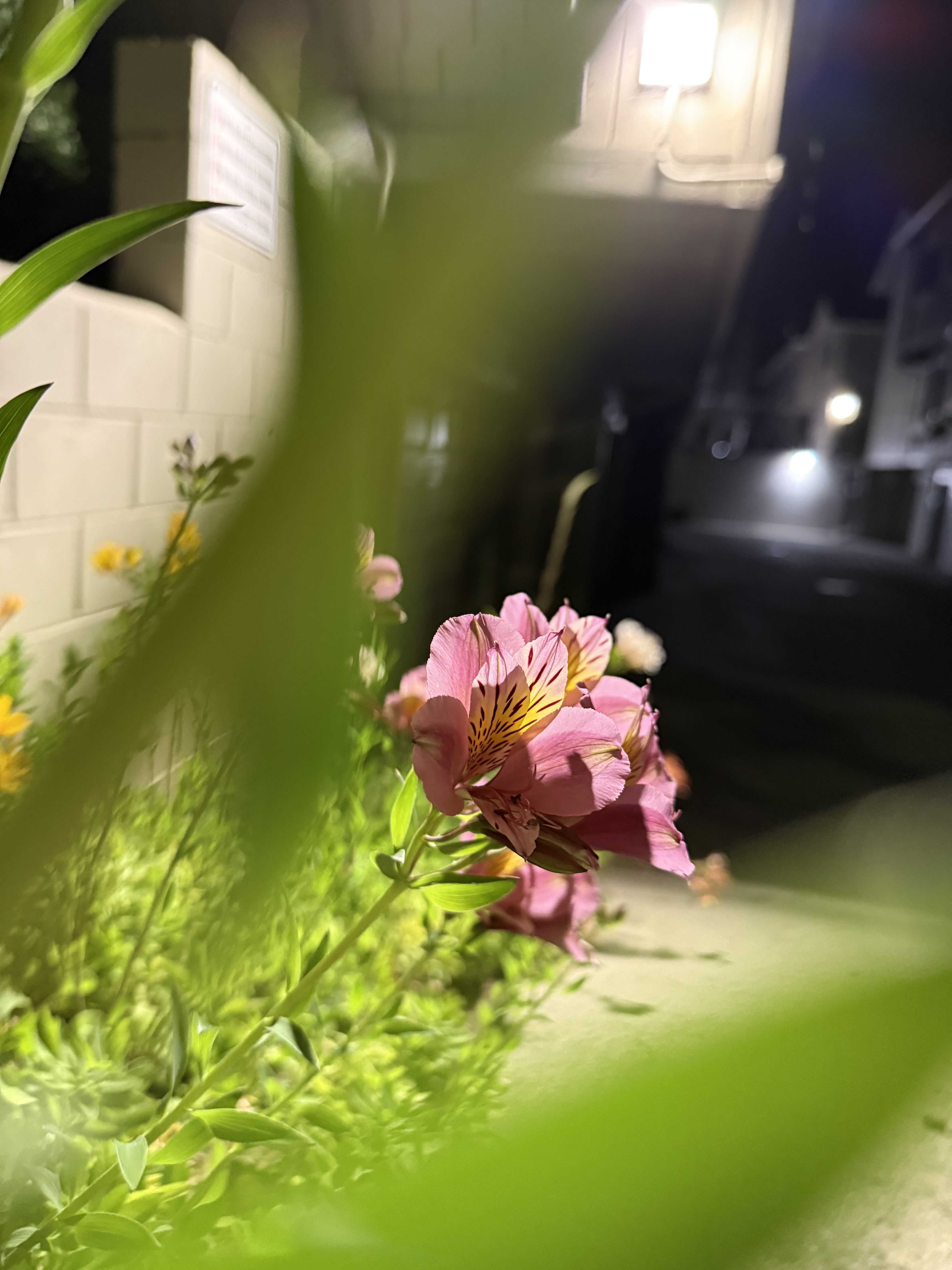 A Flower Framed
