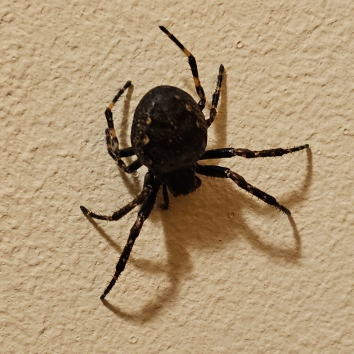 Jasmine Nash's fav spider