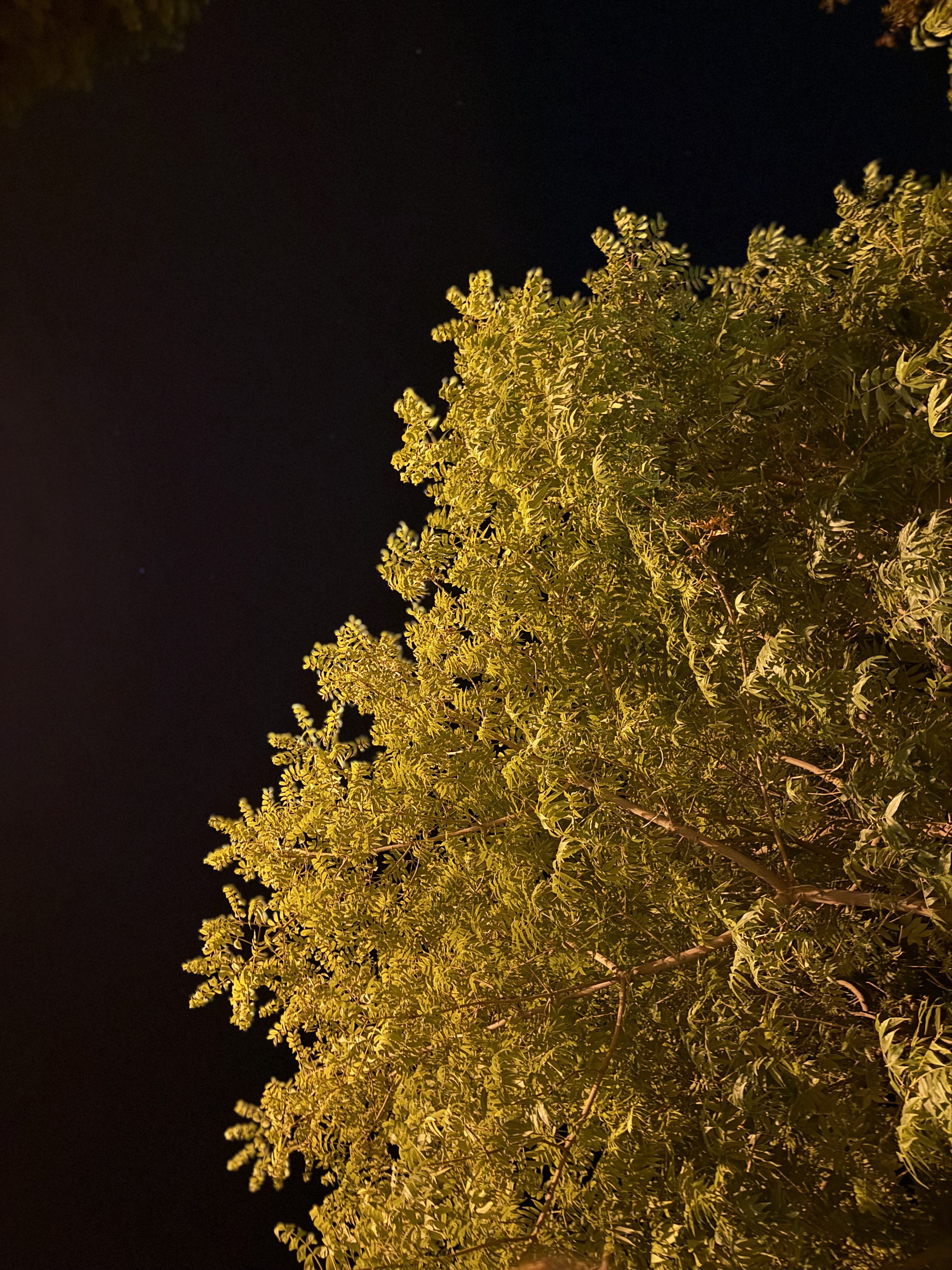 Foliage