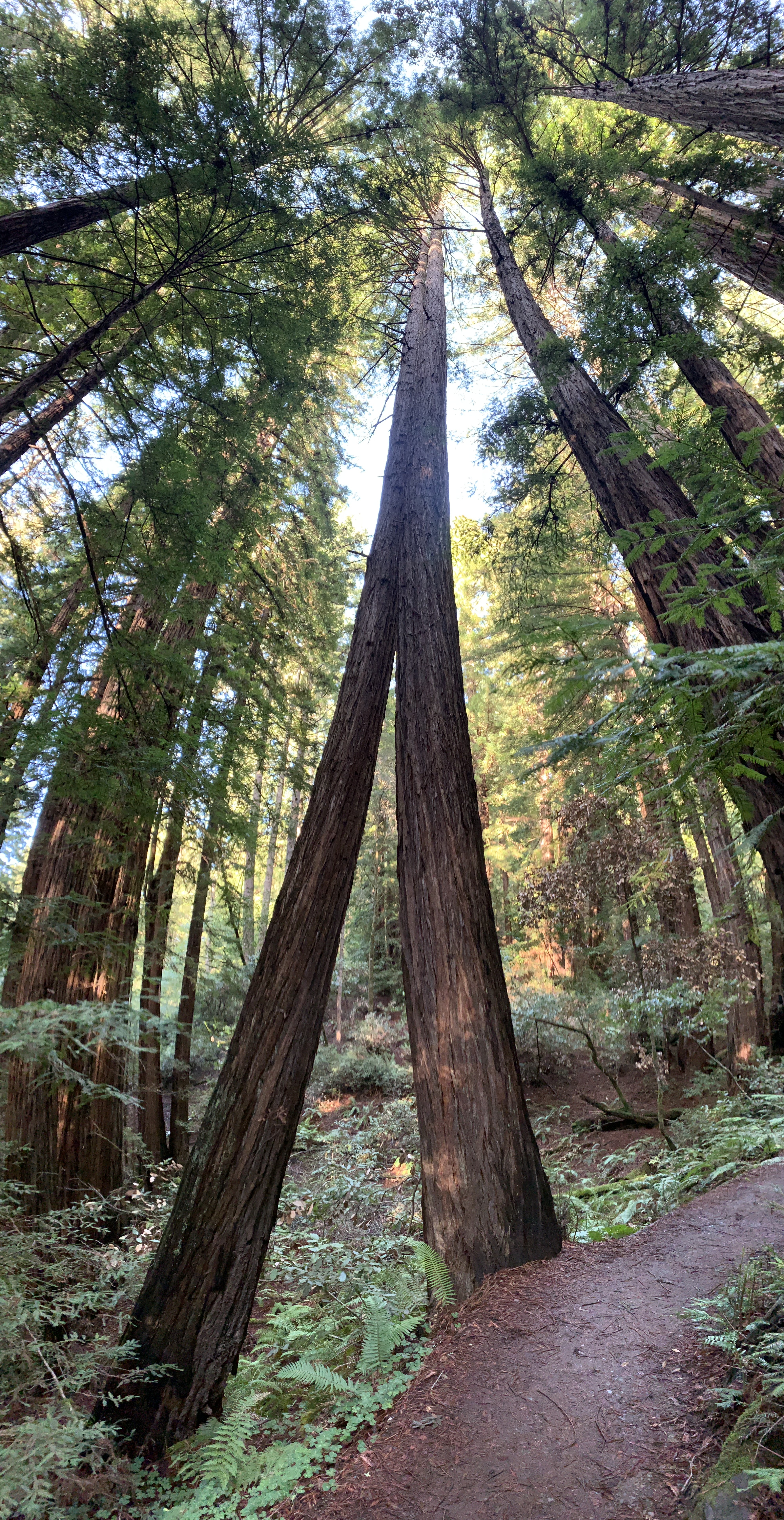 Twin Trees